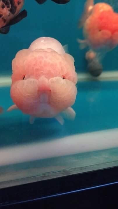 Chính vì vậy, việc lai tạo giống cá này khá "kín", những nhóm nghiên cứu về loài cá này sẽ chọn lọc các thành viên kỹ lưỡng.