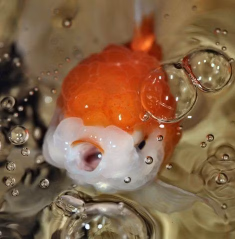 Những chú cá vàng trong clip chính xác là giống cá Ranchu xuất xứ từ Nhật Bản. Chúng được xem như "Vua của loài cá vàng" do vẻ bề ngoài khá ấn tượng.