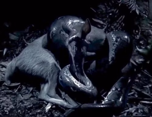 Vòng siết chặt chí mạng của trăn khổng lồ. - Ảnh: Mirror