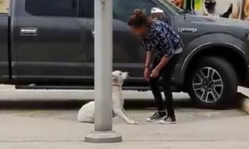 Chú cố thủ đứng im một chỗ, nhất quyết không di chuyển.