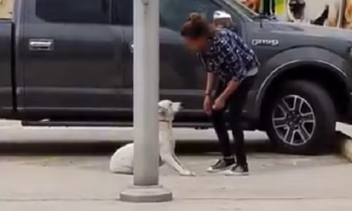 Chú cố thủ đứng im một chỗ, nhất quyết không di chuyển.