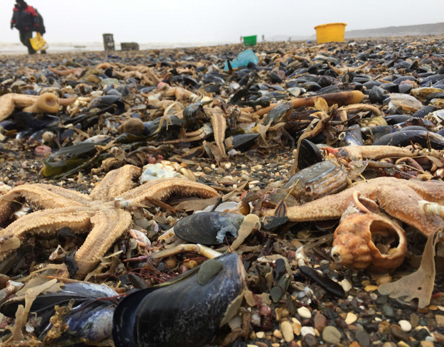 "Ở đây giống như một khu vực chiến tranh, mọi thứ đều hỗn loạn. Có tất cả các loại sinh vật biển, như cua, tôm hùm, sò điệp, ốc biển, cá thu, lươn biển...", ông Sanderson cho biết.