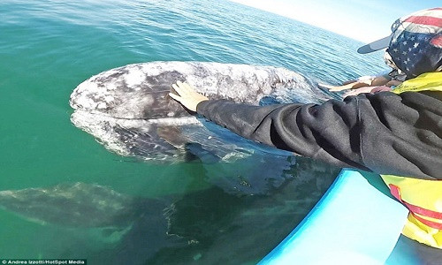 2 mẹ con cá voi xám dường như nổi lên mặt nước để chào hỏi mọi người.