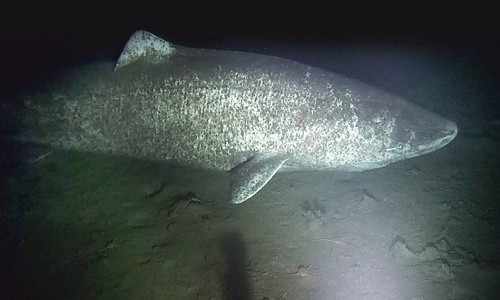 Cá mập Greenland có tuổi thọ lên tới 500 năm.