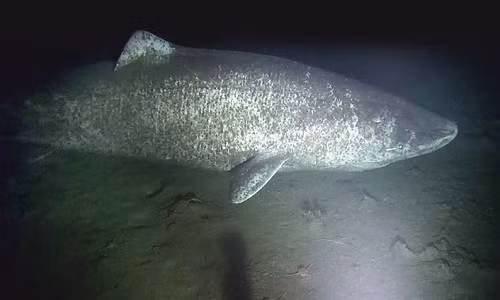 Cá mập Greenland có tuổi thọ lên tới 500 năm.