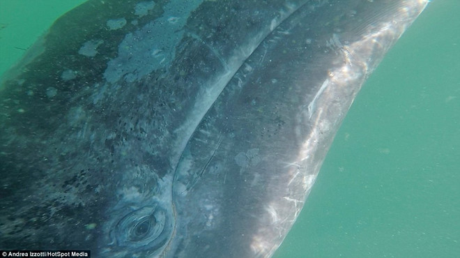 Adrena cho biết khi chạm vào làn da cá voi xám, chúng thật mềm mại chứ không như những gì ông vẫn tưởng tượng.