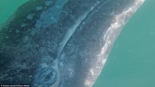 Adrena cho biết khi chạm vào làn da cá voi xám, chúng thật mềm mại chứ không như những gì ông vẫn tưởng tượng.