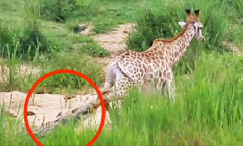 Hươu cao cổ cố gắng thoát khỏi hàm cá sấu.