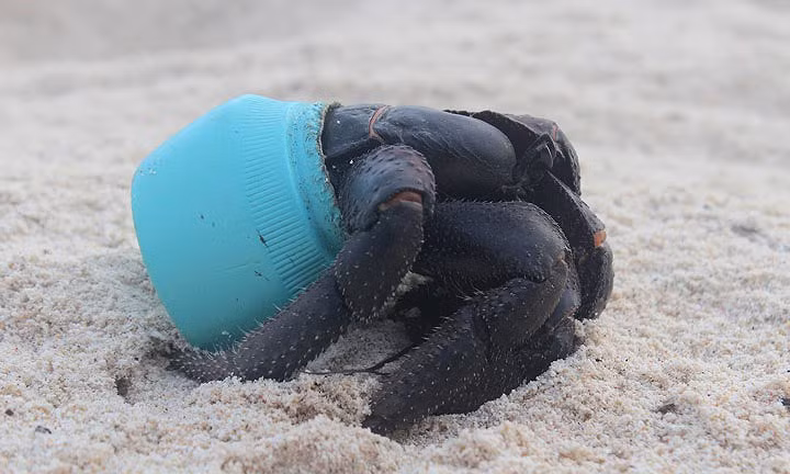 Đảo Henderson nằm ở ngoại ô của vùng hải lưu xoay chiều Southern Pacific Gyre giữa Australia và Nam Mỹ. Vòng xoáy lớn này hút toàn bộ rác từ nam Thái Bình Dương và các lục địa khác, dạt chúng vào Henderson.