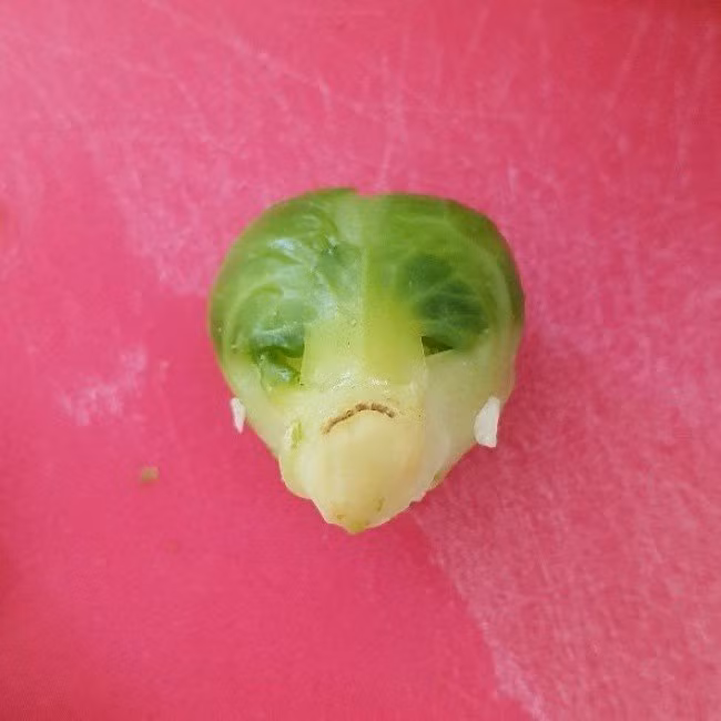 Bắp cải biết khóc ư?