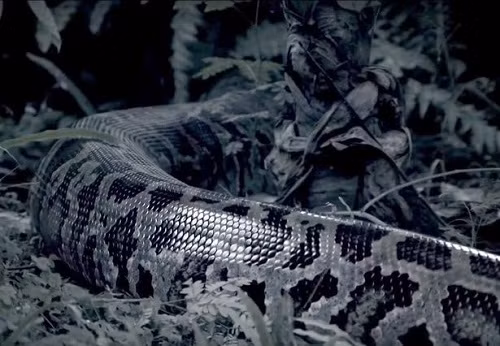 Con trăn dài nhất thế giới với chiều dài hơn 9 mét. - Ảnh: Mirror