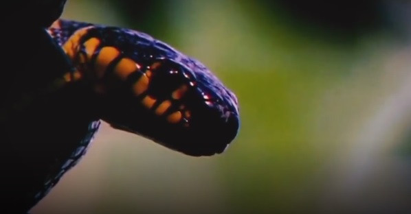 Rắn rào cây từ kẻ đang đi săn chuột lại trở thành con mồi của đồng loại.