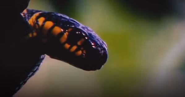 Rắn rào cây từ kẻ đang đi săn chuột lại trở thành con mồi của đồng loại.