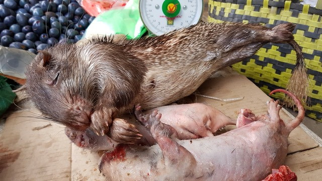 Những con thú còn nguyên lông và đã bị “làm lông” chờ đến tay thực khách