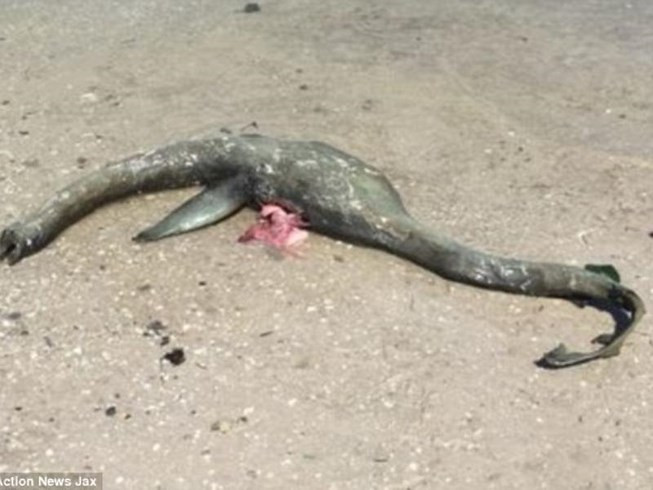 Hình ảnh được cho là xác quái vật hồ Loch Ness trôi dạt vào bờ biển.