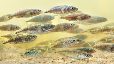 Cá thường bơi theo đàn đông - Ảnh: Alamy