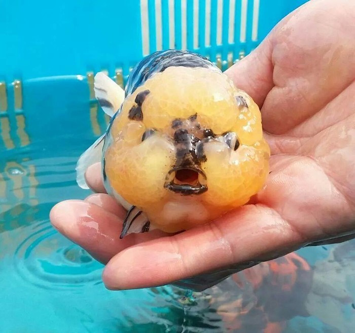 Nhiều người còn vui vẻ bình luận: 'Tôi khẳng định đây mới là cá heo thực thụ' khi xem đoạn clip này. Tuy nhiên, sau khi tìm hiểu về đoạn clip, sự thật về đàn cá kì lạ này đã được hé mở.