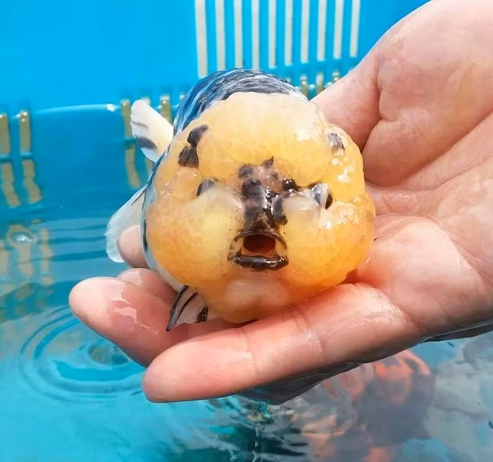 Nhiều người còn vui vẻ bình luận: 'Tôi khẳng định đây mới là cá heo thực thụ' khi xem đoạn clip này. Tuy nhiên, sau khi tìm hiểu về đoạn clip, sự thật về đàn cá kì lạ này đã được hé mở.