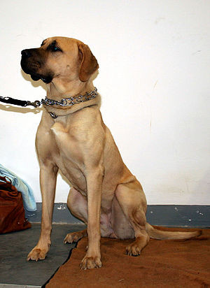 Những con chó "đấu sĩ" phải có phong thái bình thản, điềm tĩnh. Mọi hành động gây hấn, kể cả việc kêu sủa bậy, gầm gừ cũng dẫn đến việc mất tư cách thi đấu.