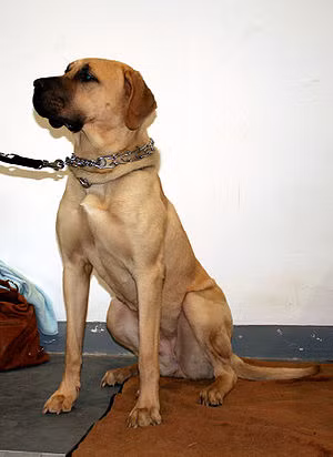 Những con chó "đấu sĩ" phải có phong thái bình thản, điềm tĩnh. Mọi hành động gây hấn, kể cả việc kêu sủa bậy, gầm gừ cũng dẫn đến việc mất tư cách thi đấu.