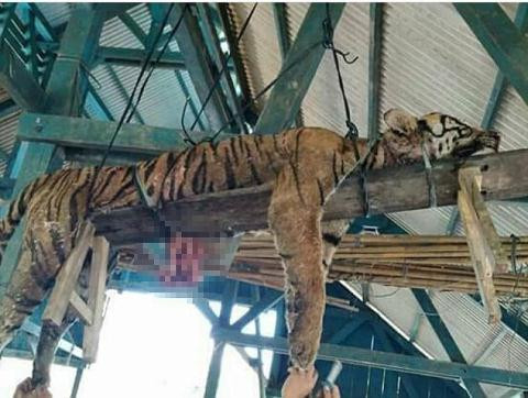 Sau khi sinh vật này mắc bẫy, dân làng đã hợp sức đánh chết, sau đó mổ bụng moi gan, treo xác ở giữa làng trong nhiều ngày. Dân làng tin rằng đây là cách để diệt trừ hiểm họa. Họ sẽ còn tiếp tục truy giết những con hổ Sumatra khác. Nhân viên chức năng và những quan chức làm việc tại Cơ quan bảo tồn tài nguyên Thiên nhiên Indonesia đã làm việc và khuyên ngăn người dân nhưng khó lòng thay đổi ý niệm của họ về sinh vật này.