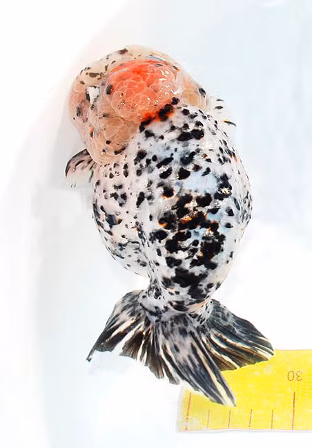 "Vua của loài cá vàng" này là đỉnh cao của nghệ thuật nuôi dưỡng cá vàng ở Nhật Bản. Chúng được xếp vào loại cá quý.