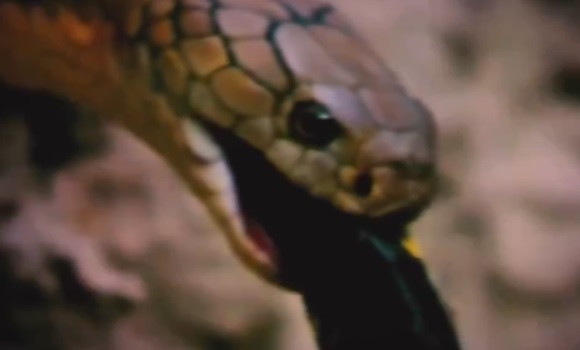 Kết quả, nó trở thành con mồi ngon lành của đồng loại. Rắn hổ mang chúa nuốt chửng đồng loại vào trong miệng.