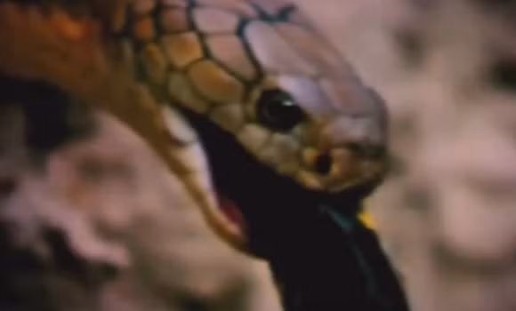 Kết quả, nó trở thành con mồi ngon lành của đồng loại. Rắn hổ mang chúa nuốt chửng đồng loại vào trong miệng.