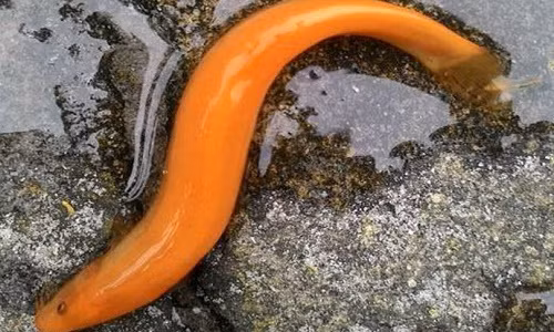 Con cá trạch màu vàng gây xôn xao.