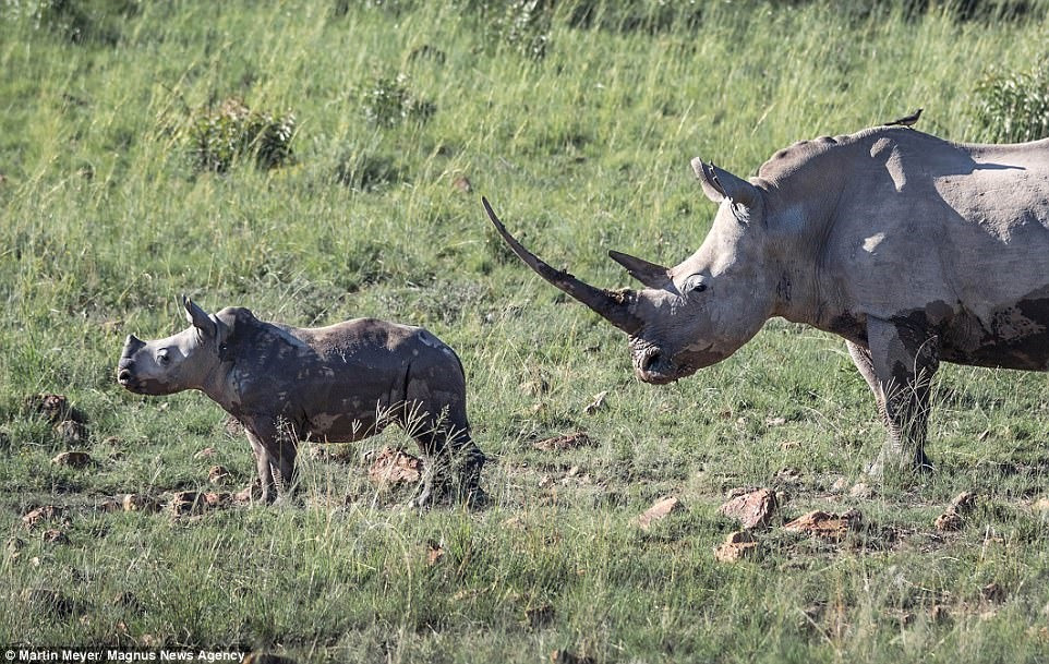 Sừng của một con tê giác trắng có thể dài tới một mét rưỡi. Tê giác trắng có thể nặng tới 2 tấn, trong khi một con voi Châu Phi trưởng thành có thể nặng tới 3 tấn.