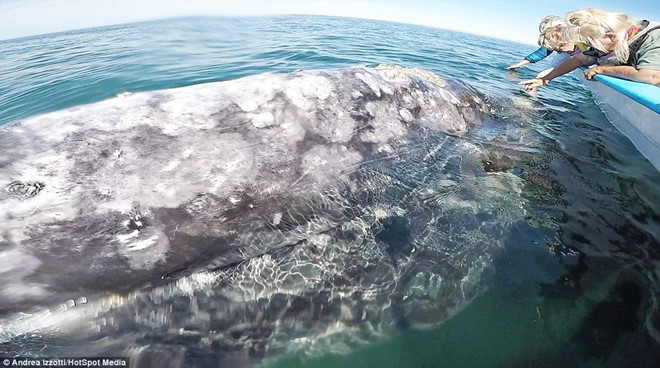 Một khoảnh khắc kỳ diệu khi du khách gặp gỡ mẹ con cá voi xám dài tới 14 m và tận tay chạm vào chúng.