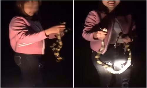 Cô gái thản nhiên cầm con rắn mà không hề sợ hãi, còn mang đến cho bạn bè sờ thử - Ảnh cắt từ clip.