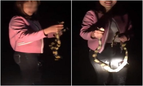 Cô gái thản nhiên cầm con rắn mà không hề sợ hãi, còn mang đến cho bạn bè sờ thử - Ảnh cắt từ clip.