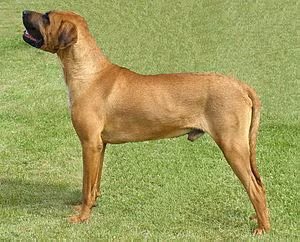 Chúng xuất hiện cách đây khoảng 200 năm tại Nhật Bản.