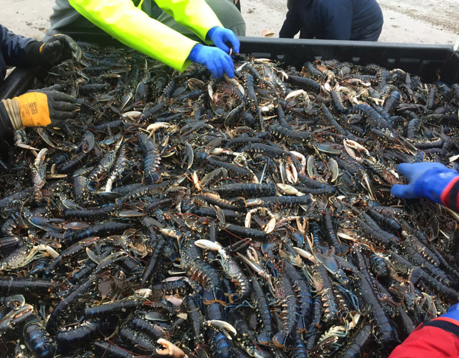 Tôm hùm được gom lại trước khi được đưa trở về với biển.