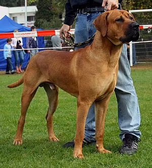 Chúng được đánh giá là một giống chó nguy hiểm với cơ thể khổng lồ và nguồn sức mạnh bộc phát và được dùng như một con chó chiến binh.