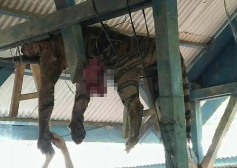Hôm 4/3, người dân ở ngôi làng Hatupangan (thuộc tỉnh North Sumatra) đã gây tranh cãi xôn xao vì cùng hợp sức để giết chết một con hổ quý Sumatra. Hổ Sumatra là loài vật bản địa được tìm thấy ở đảo Sumatra (Indonesia). Loài vật này chỉ còn sống sót số lượng ít, được xem là cực kỳ quý hiếm và nằm trong danh sách cần phải bảo tồn.