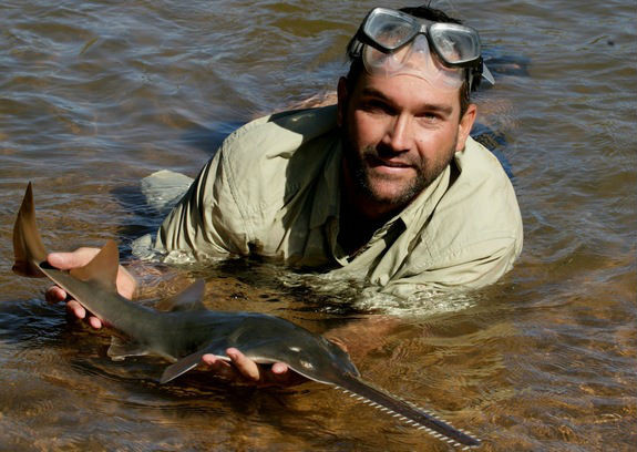 Cá kiếm nước ngọt.