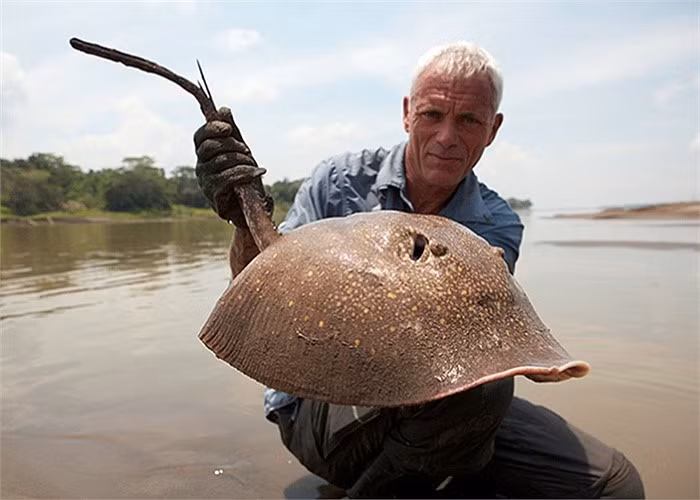 Cá đuối gai. Cá đuối gai.