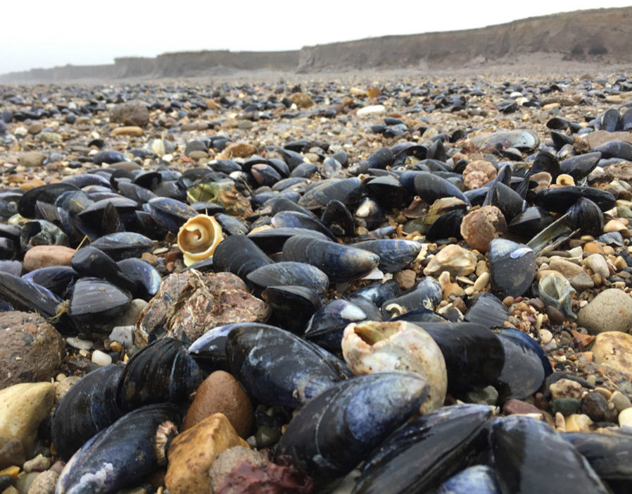 Thời tiết khắc nghiệt kéo dài suốt cả tuần đã gây ra tình trạng hỗn loạn và giờ đây biến các bãi biển thành "vùng chiến tranh" khiến nhiều người bị sốc.