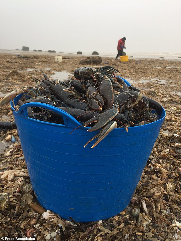 ... trừ một số con tôm hùm mà Tổ chức Động vật Hoang dã Yorkshire kết hợp với những ngư dân địa phương giải cứu được.