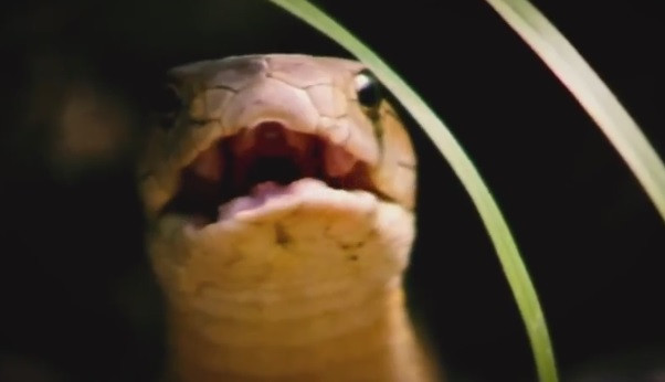 Hổ mang chúa là loài rắn độc dài nhất thế giới, với chiều dài tối đa ghi nhận được trong tự nhiên là 7 m.