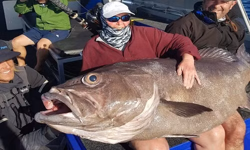 Con cá khổng lồ trong vòng tay của cần thủ. Con cá khổng lồ trong vòng tay của cần thủ.