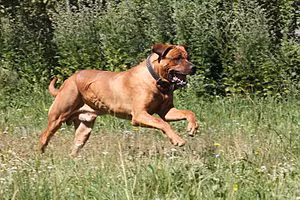 Ngoài ra, giống chó này còn là con chó canh gác, chúng rất khoan dung, nhưng nếu chúng cảm thấy rằng một thành viên của gia đình gặp nguy hiểm, chúng có thể là thảm họa đối với đối thủ.