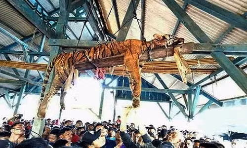 Thay vì ngồi yên sống trong lo sợ, dân làng đã rủ nhau vào rừng săn giết hổ. Tuy nhiên, họ đã không thể hạ gục được con hổ nào, ngược lại còn bị một hổ Sumatra làm thương 2 người. Người dân tin rằng đây chính là báo hiệu cho điềm hung gở mà hổ Sumatra mang tới. Những người đàn ông khỏe mạnh đã đặt bẫy và tìm cách dụ dỗ hổ quý từng tấn công 2 người trước đó.