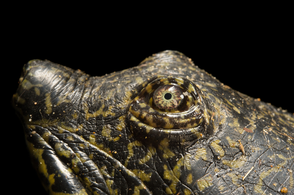 Con đực nói chung nhỏ hơn con cái nhưng có đuôi to và dài hơn. Mỗi cá thể cái có thể đẻ từ 60 tới trên 100 trứng. Chúng làm tổ về đêm hay về buổi sáng.