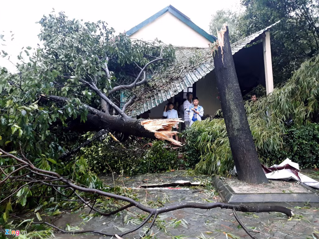 Sáng 15/9, tại Thừa Thiên - Huế, trời bão số 10 tiến sát bờ gây ra gió giật mạnh khiến nhiều cây cổ thụ bị bật gốc. Ảnh: Điền Bá Quang.