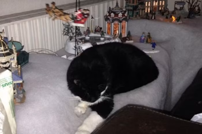 Cưới chó mèo làm chồng. Dominique Lesbirel, 41 tuổi ở Hà Lan thì lại sống hạnh phúc bên “người chồng” của mình là một con mèo. Cô yêu “anh mèo" này từ khi chú 3 tuổi, họ đã có 16 năm yêu thương. Tuy nhiên, anh mèo qua đời và đó là điều khủng khiếp nhất đời cô.