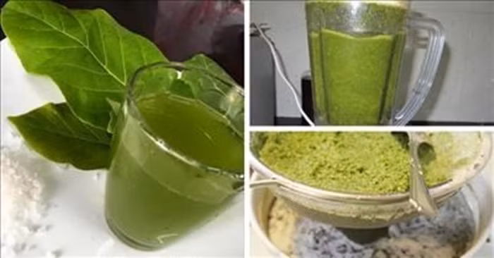 Lá bàng. Dùng lá bàng làm nước súc miệng không chỉ có thể làm sạch răng, thơm miệng mà còn có thể chữa viêm họng và các bệnh về răng lợi. Ảnh: Báo Quảng Ninh.