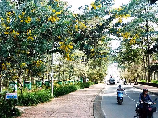 Loài hoa này cũng tượng trưng cho tình yêu thầm kín và vẻ đẹp khiêm nhường, biểu trưng cho những tình cảm chân thành và sự cảm thông. Ảnh: Dalat.com.